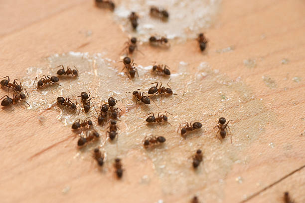 Best Insect Control  in Lock Haven, PA
