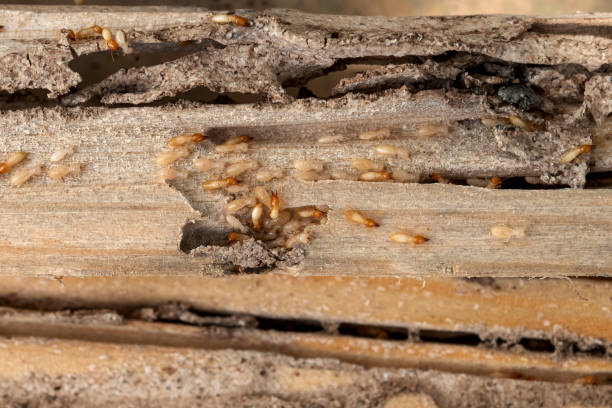 Best Affordable Pest Control Services  in Lock Haven, PA